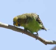 A wild Budgerigar perches on a branch