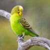 A wild Budgerigar perches on a branch