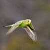 A wild Budgerigar flies