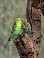 A wild pair of Budgerigars inspect a tree cavity