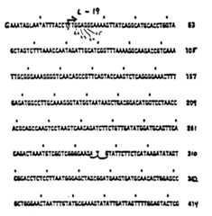 Figure imgf000049_0001