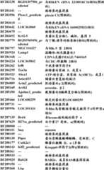 Figure BDA0000057170160001141