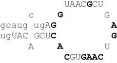 Figure US06759392-20040706-C00013