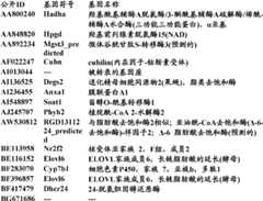 Figure BDA0000057170160002033