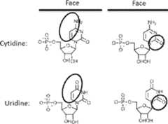 Figure AU2019202835A1_D0260