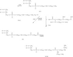 Figure US07687070-20100330-C00030