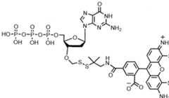 Figure imgf000239_0002