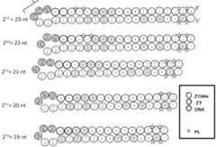 Figure imgf000064_0002