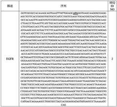 Figure BDA0002480009020001371