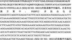 Figure BPA0000291811450000291