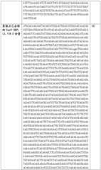 Figure BDA0002508391090001361