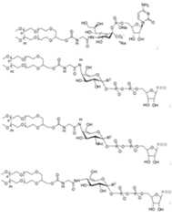 Figure 112009026250918-PCT00174