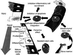 Figure imgf000033_0001