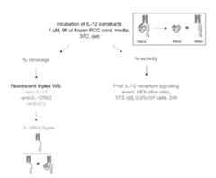 Figure imgf000177_0001