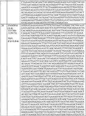 Figure BPA0000175368630000351