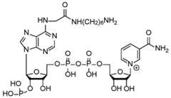 Figure imgf000007_0001
