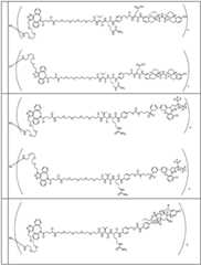 Figure BDA0002889616220001411