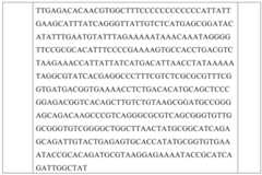 Figure GDA0002731146240002341