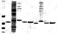 Figure imgf000126_0001