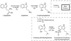 Figure imgf000045_0001