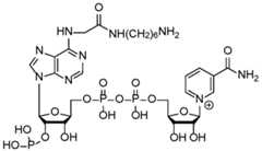 Figure imgf000022_0002