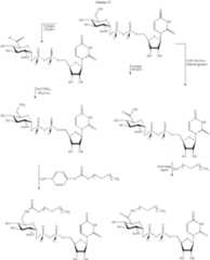 Figure US07297511-20071120-C00121