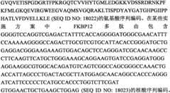 Figure BPA0000291811450000241