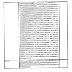 Figure 0007438604000060