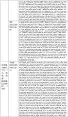 Figure BDA0004033970230006461