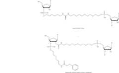 Figure US12338436-20250624-C00506