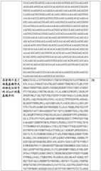 Figure BDA0002508391090001161