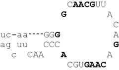 Figure US06759392-20040706-C00008