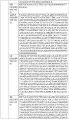 Figure BDA0004033970230005201