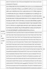 Figure GDA0002731146240002281