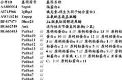 Figure BDA0000057170160002083