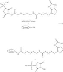 Figure US07964340-20110621-C00001