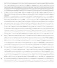 Figure imgf000033_0001