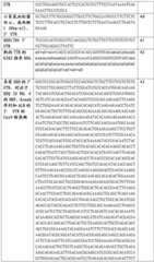 Figure BDA0002508391090001221