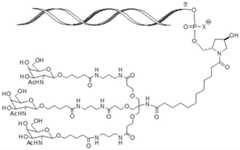 Figure FDA0003361605380000022