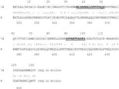 Figure BDA0004113341620000683