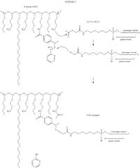 Figure US09260471-20160216-C00005