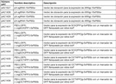 Figure imgf000062_0001