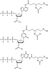 Figure BSA00000873704900041