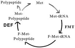 Figure imgf000002_0001