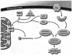 Figure imgf000022_0001