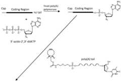 Figure imgf000027_0001