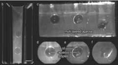 Figure GB2561157A_D0005