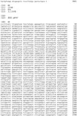 Figure IDA0002536600790000651