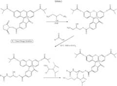 Figure US06627400-20030930-C00022