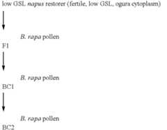 Figure US06229072-20010508-C00002